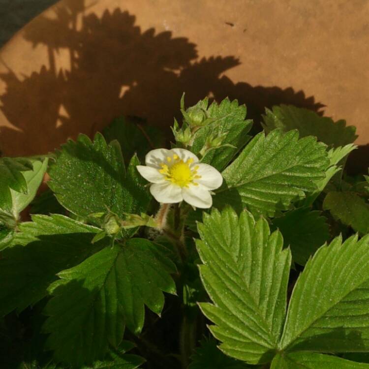 plant image 358379