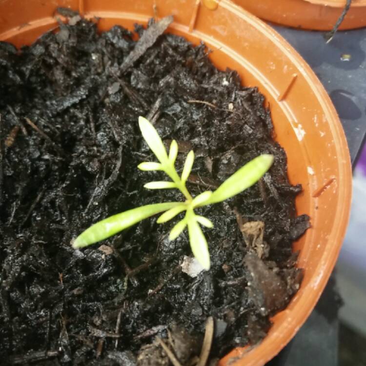 plant image 360688