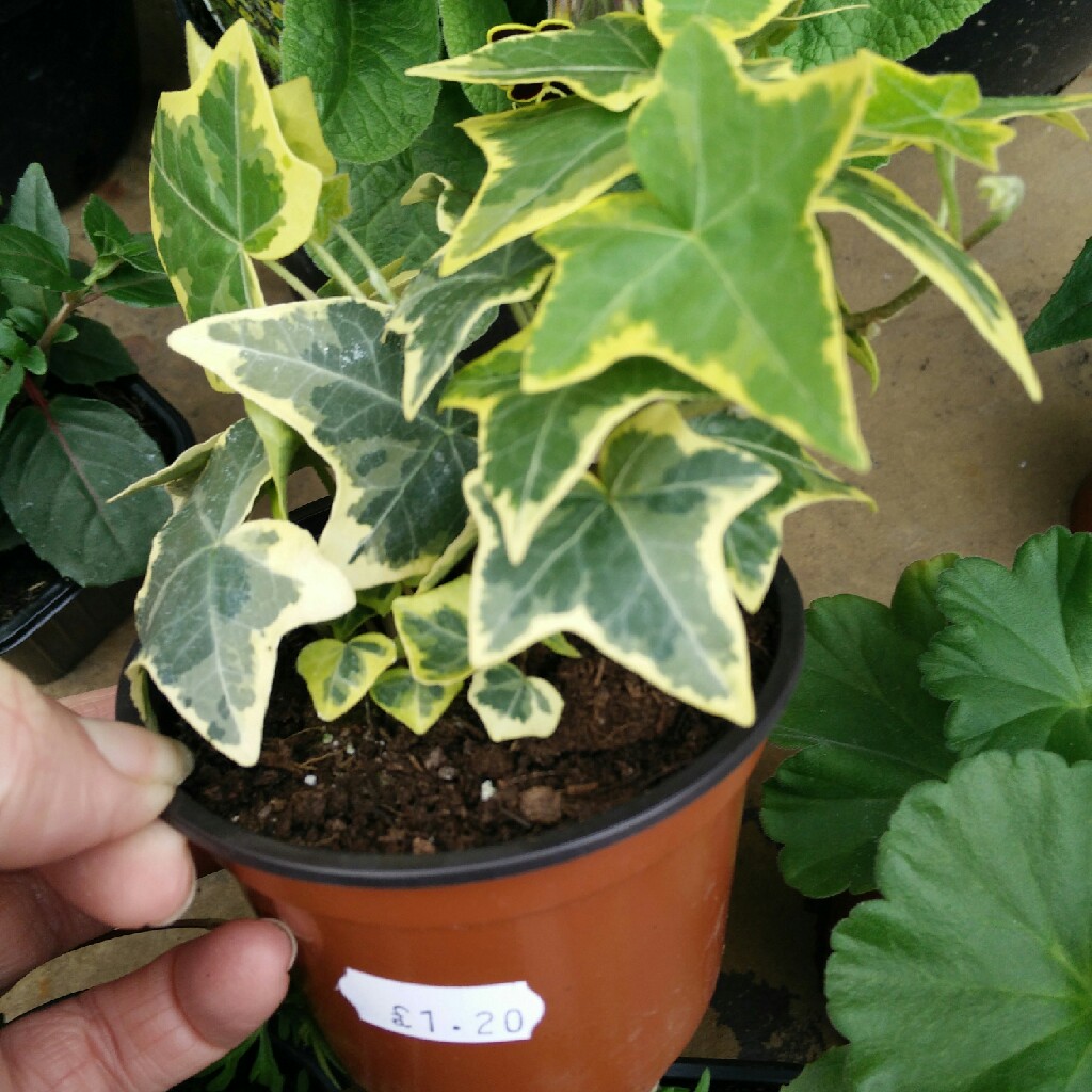 plant image 36262 plant image 36262