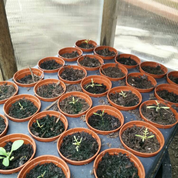 plant image 362687