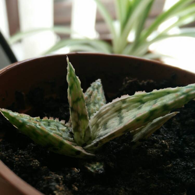 plant image 366369