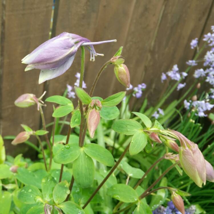 plant image 375418 plant image 375418