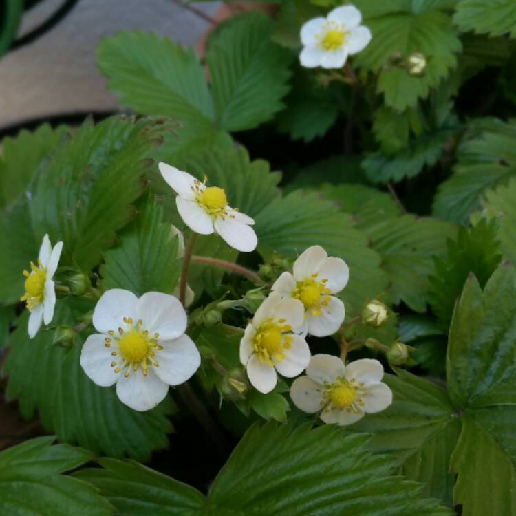 plant image 376273