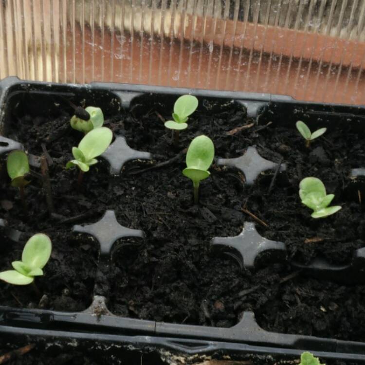 plant image 379441 plant image 379441