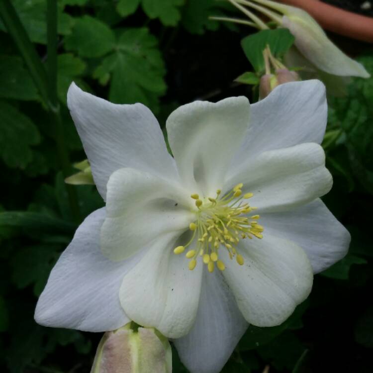 plant image 392477 plant image 392477