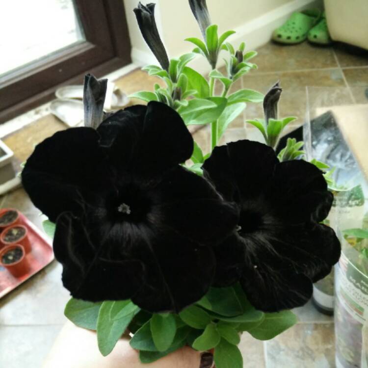 Plant image Petunia 'Wespecrablama' (Crazytunia Series) syn. Petunia 'Black Mamba'