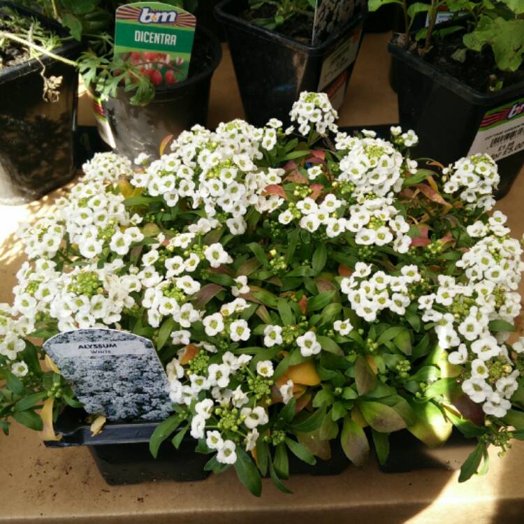 plant image 395809
