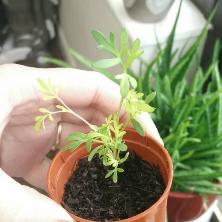 plant image 402546