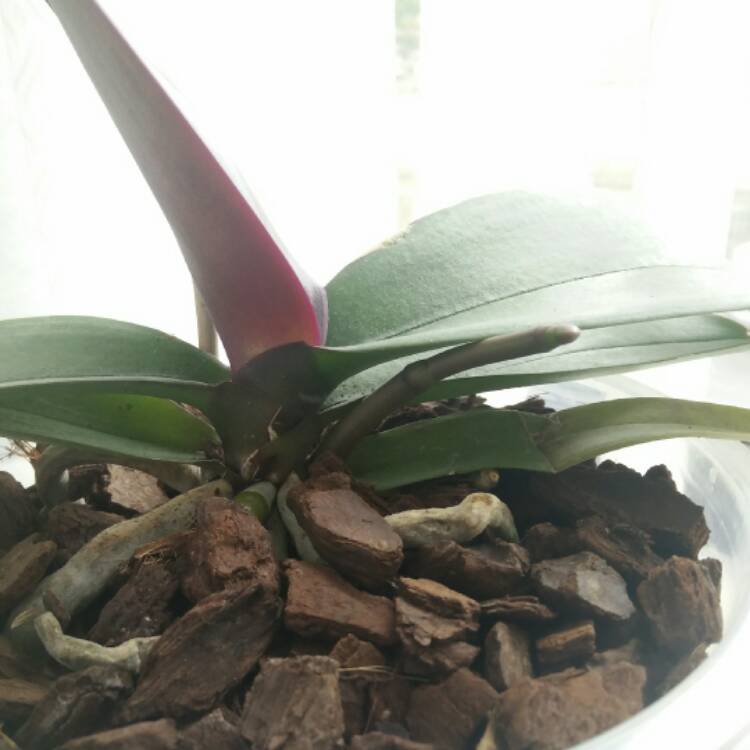 plant image 402561 plant image 402561