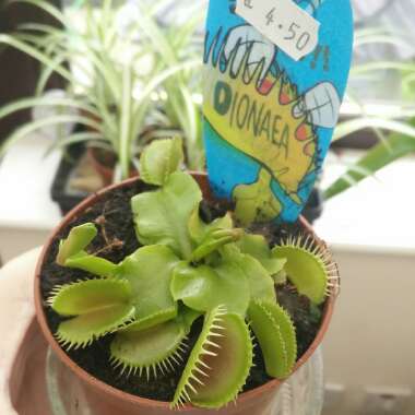 Dionaea muscipula