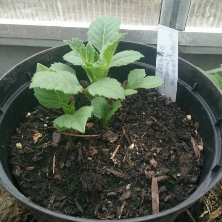 plant image 421158