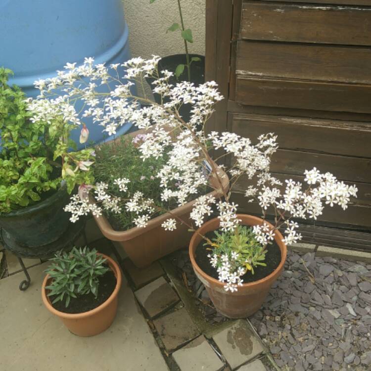 plant image 422601 plant image 422601