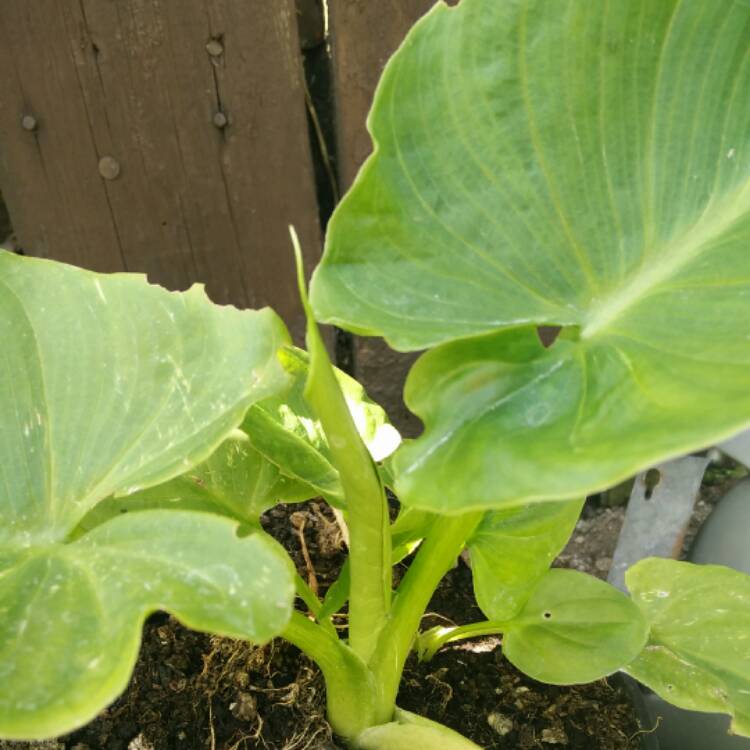 plant image 427130