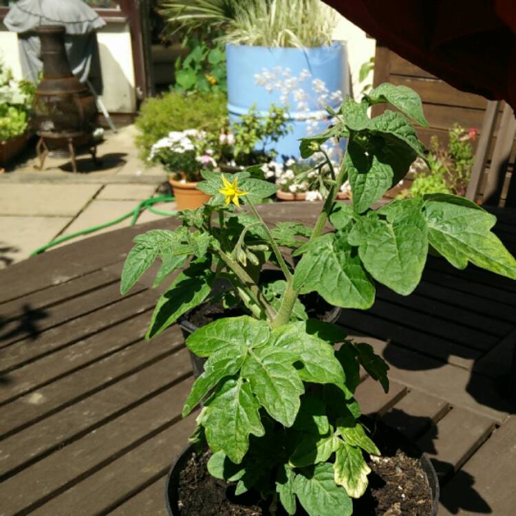 plant image 427144 plant image 427144