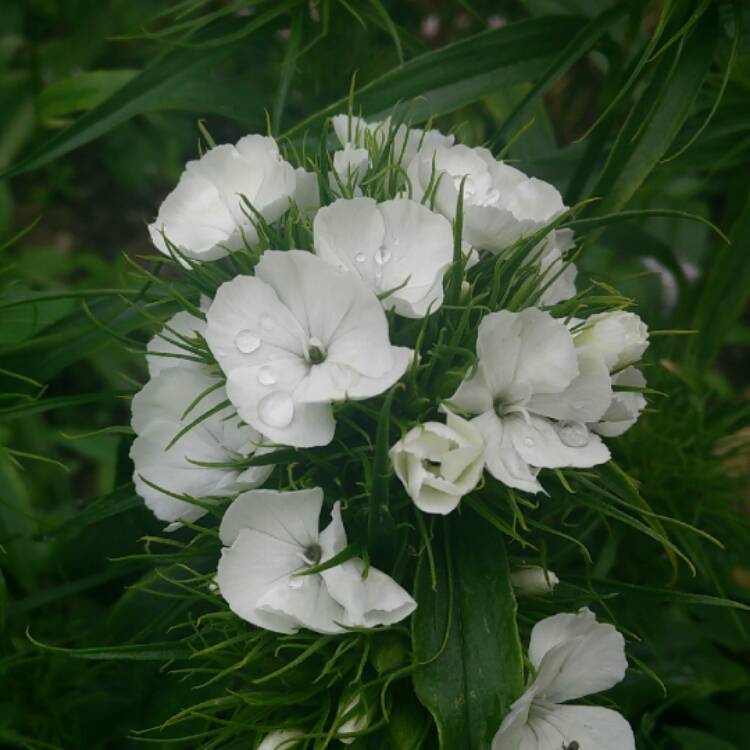 Plant image Dianthus barbatus