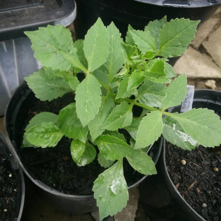 plant image 436400