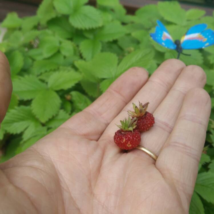 plant image 440165
