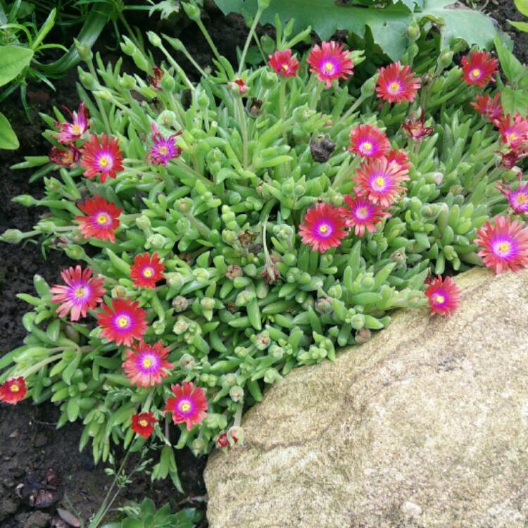 plant image 442189