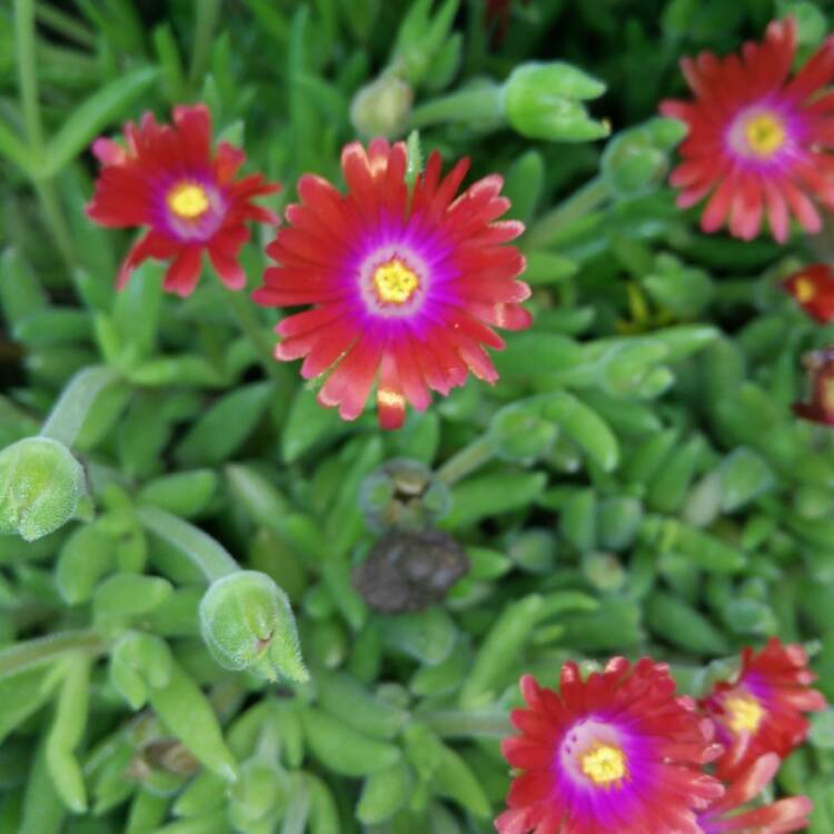 plant image 442192