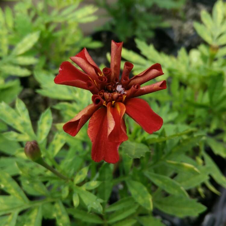 plant image 444847 plant image 444847
