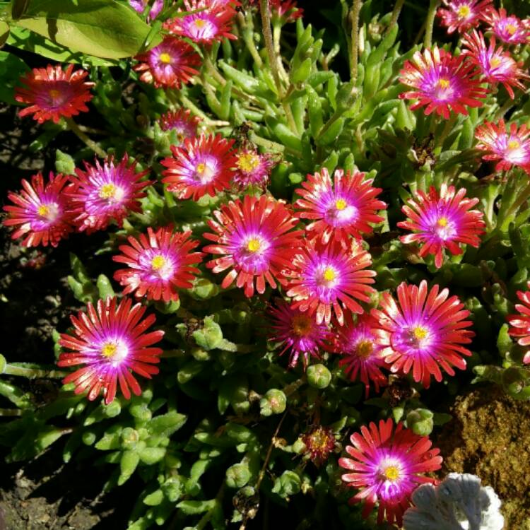plant image 452159
