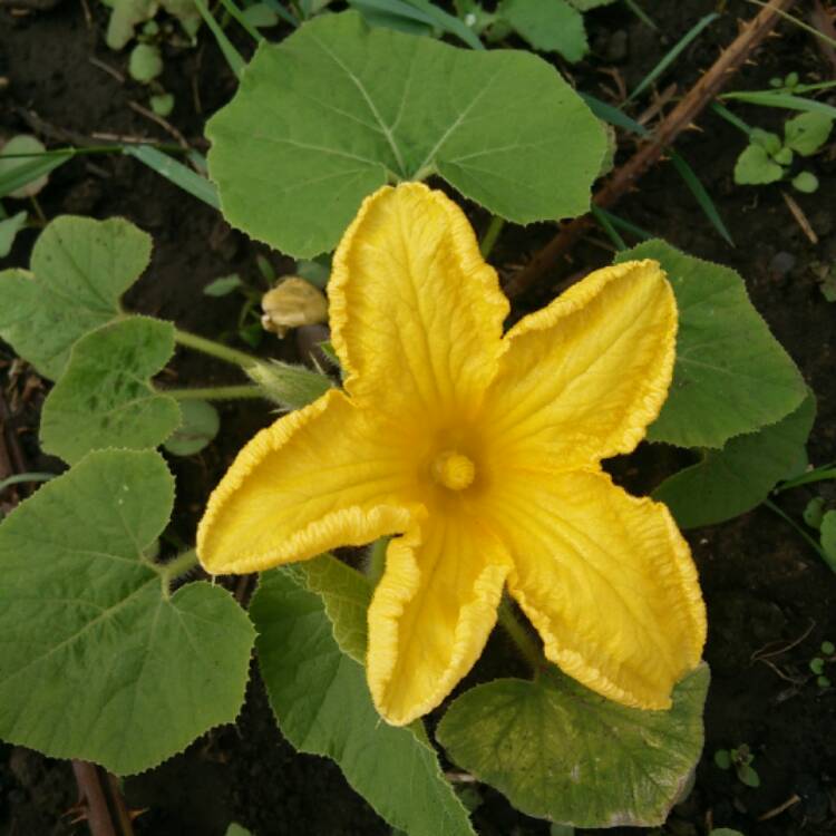 plant image 455365 plant image 455365