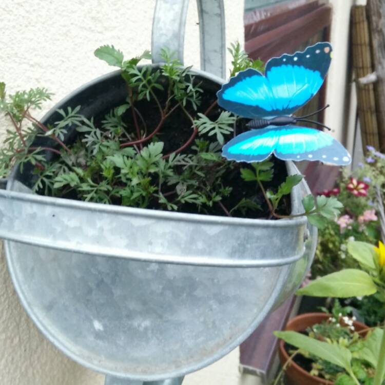 plant image 476661