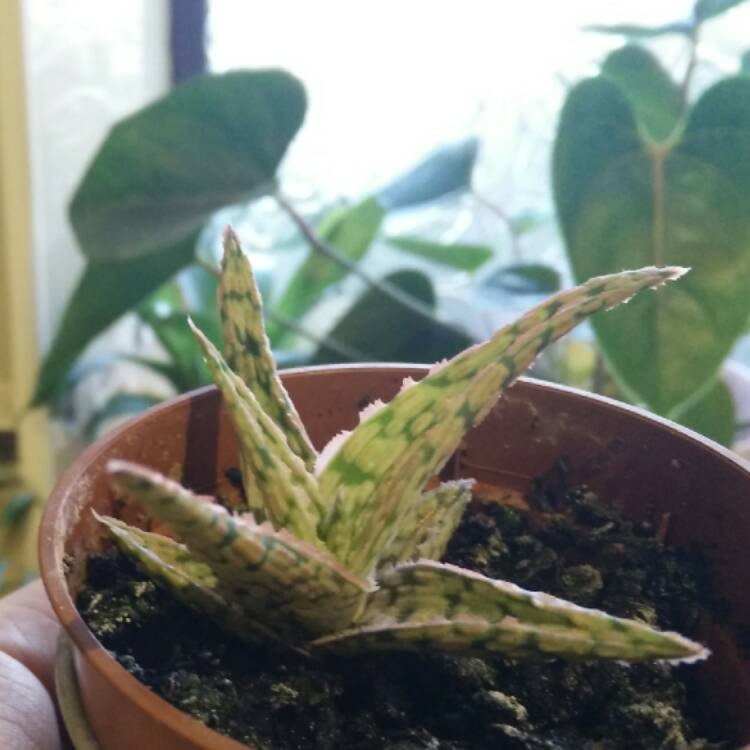 plant image 509447