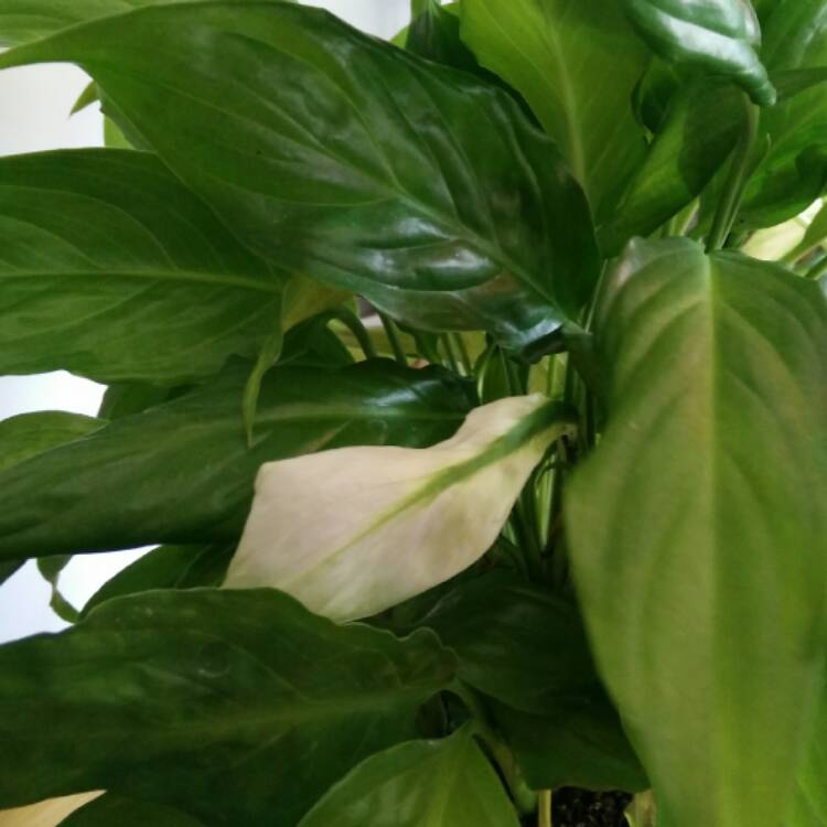 plant image 538865