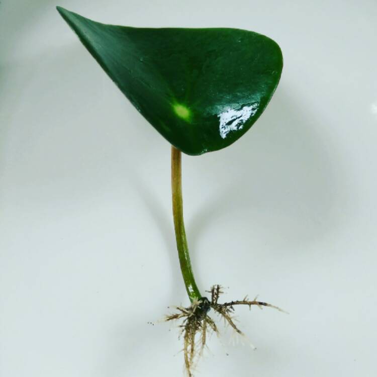 raindrop peperomia bumps on leaves