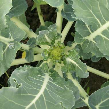 Brassica oleracea (Italica Group)