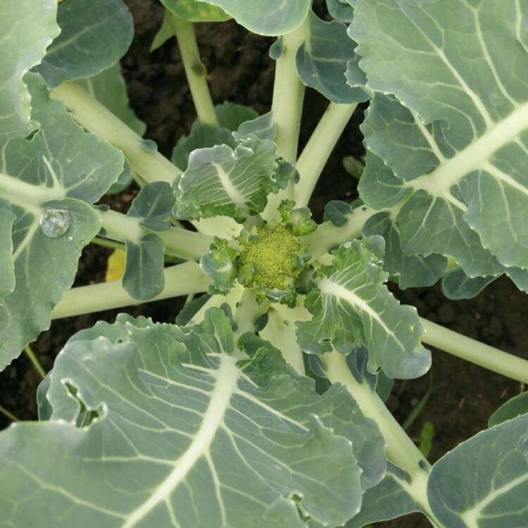 Plant image Brassica oleracea (Italica Group)