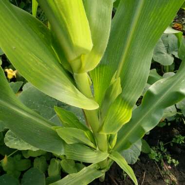 Zea mays