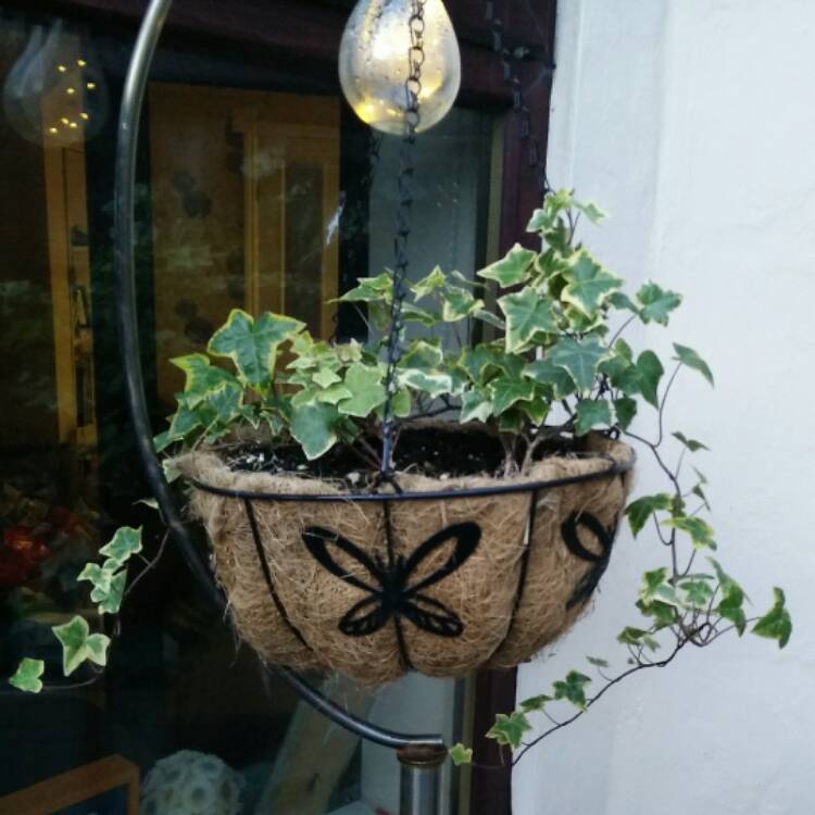 plant image 542730 plant image 542730