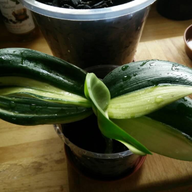 plant image 545433