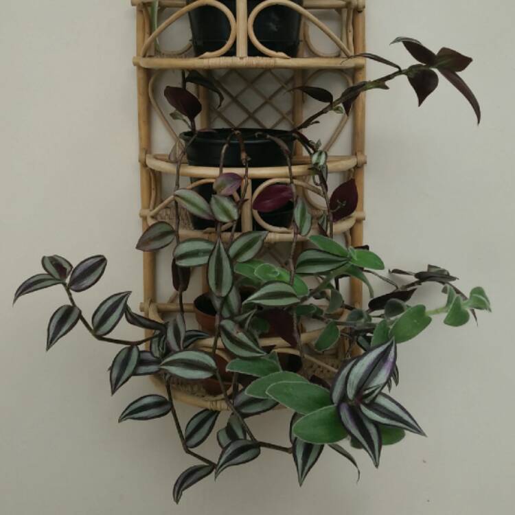 plant image 549298