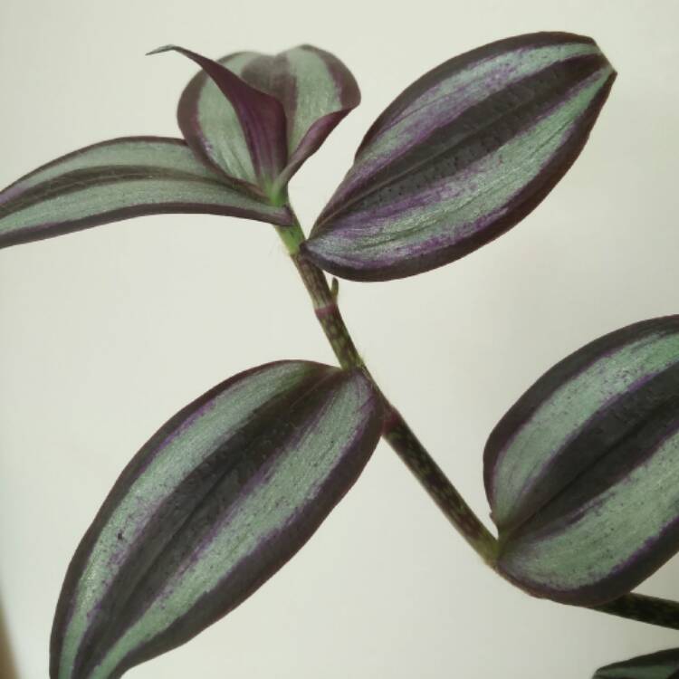 plant image 549300