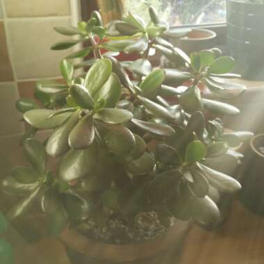 Crassula ovata syn. Crassula argentea, Crassula portulacea,Crassula obliqua,Crassula articulata,Crassula nitida,Crassula lucens.