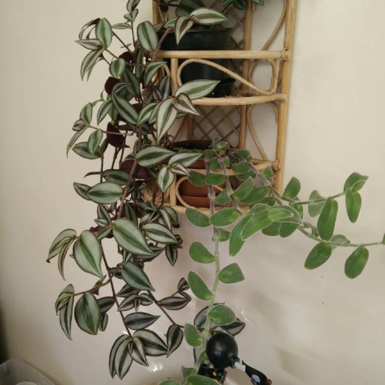 Plant image Tradescantia  'Houseplants'