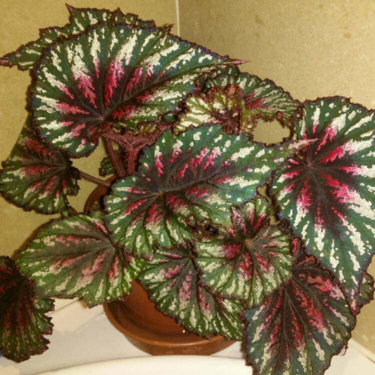 Begonia (Rex Cultorum Group) 'African Jungle' syn. Begonia rex 'African  Jungle', Rex Begonia 'African Jungle' - uploaded by @kimmy01