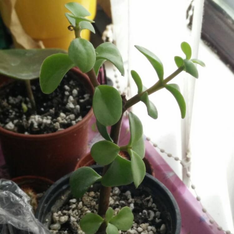 plant image 626077