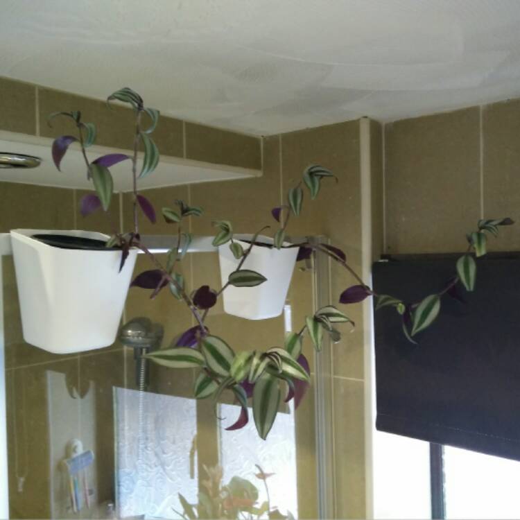 plant image 626085