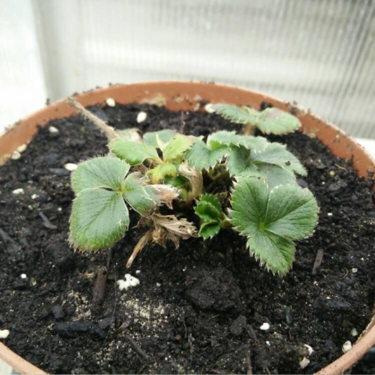 plant image 626203 plant image 626203