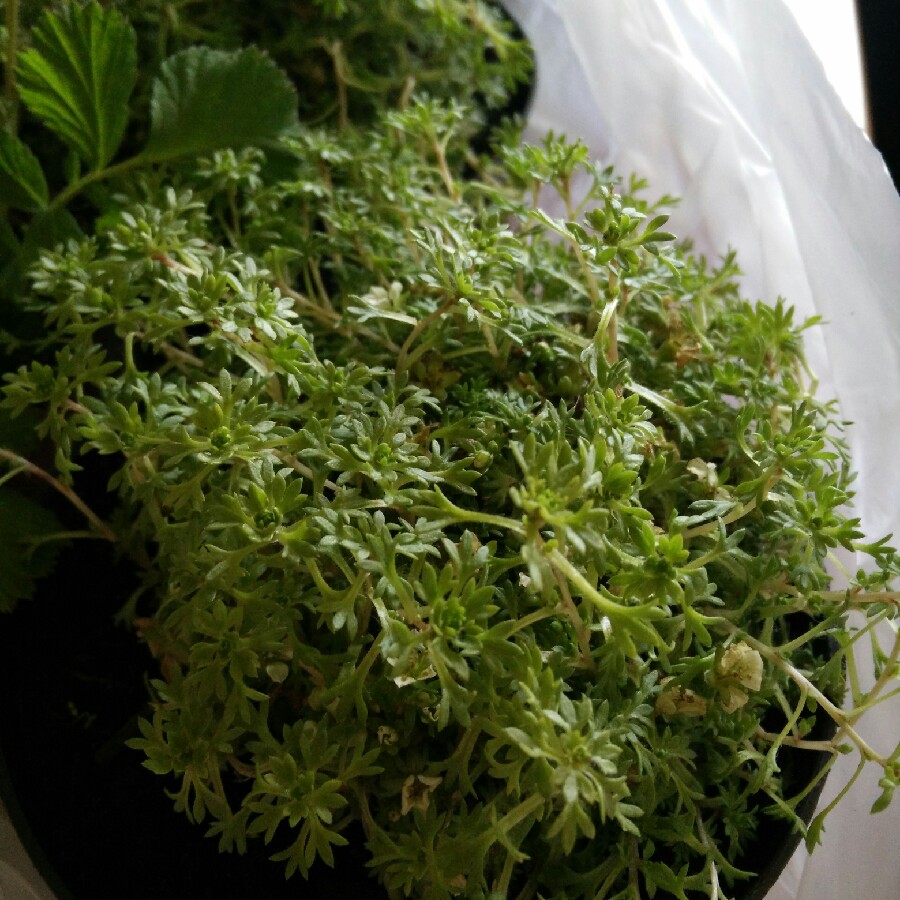 plant image 62770 plant image 62770