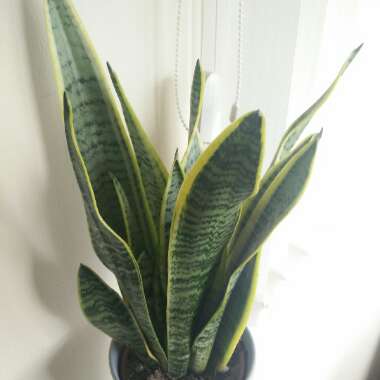 Sansevieria