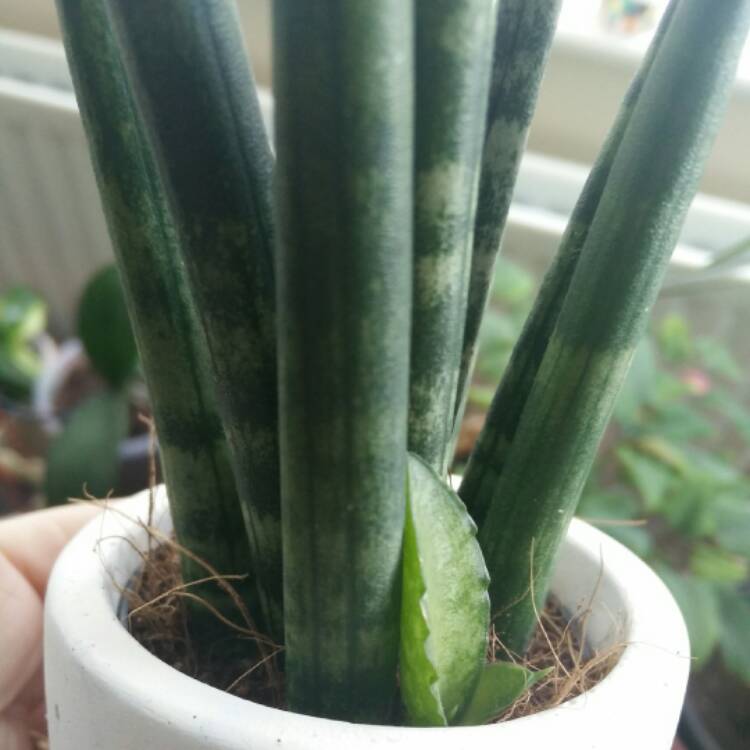 Plant image Sansevieria cylindrica