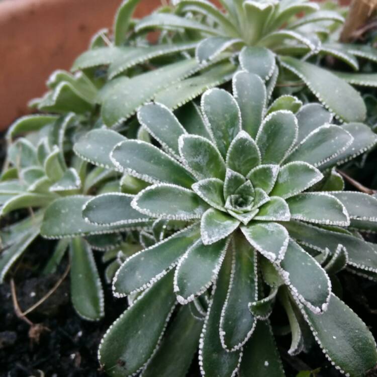 plant image 632186 plant image 632186