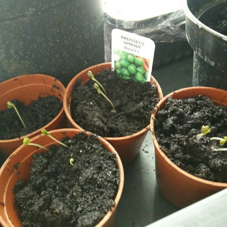 plant image 645083