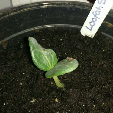 Luffa aegyptiaca