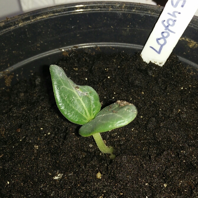 plant image 645098 plant image 645098